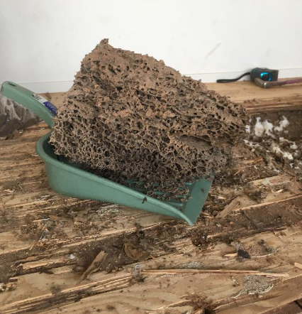 巨大な本巣・分巣を作る
