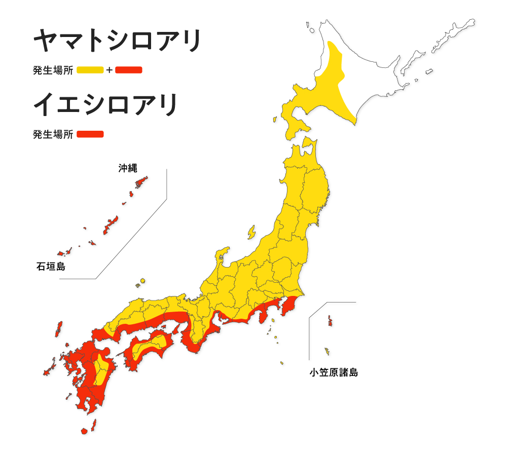 イエシロアリの特徴