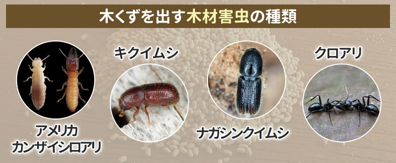 家の木くずはシロアリが原因？木くずを出す木材害虫の種類