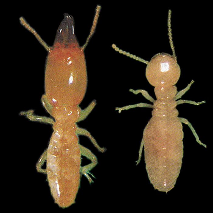 ヤマトシロアリ