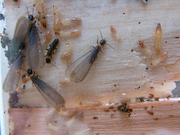 ヤマトシロアリとは