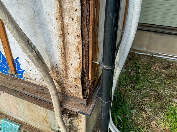 ヤマトシロアリが被害を与える雨漏り