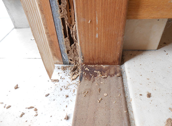 ヤマトシロアリが被害を与える玄関