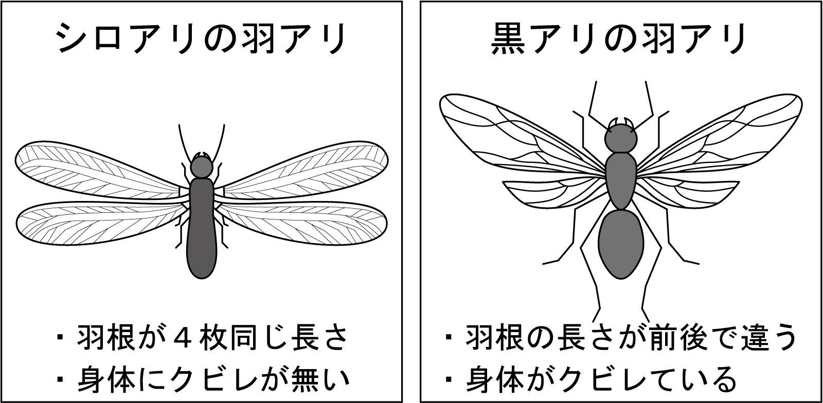 そもそも羽アリとは？