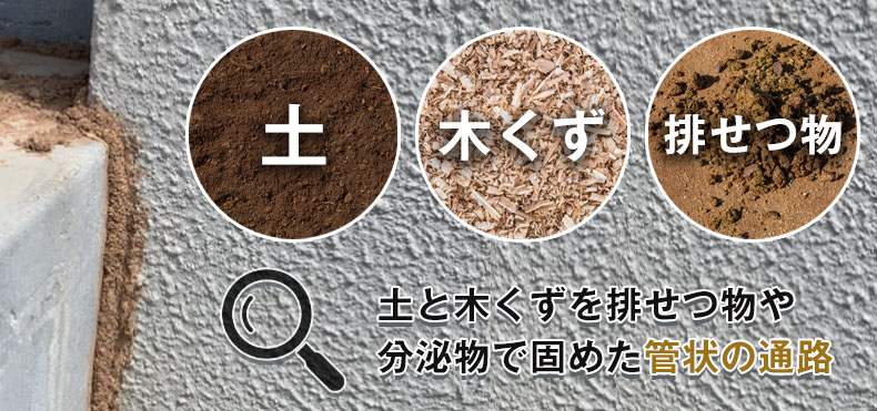 シロアリの蟻道の見分け方